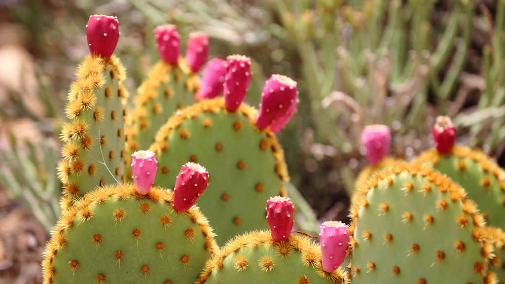 Discover the Radiant Beauty of Prickly Pear: The Ultimate Facial Oil for Soft, Smooth Skin