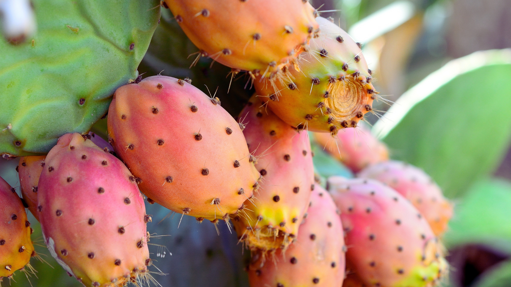 Prickly pear cactus and facial oil flatlay for Becalia Botanicals blog