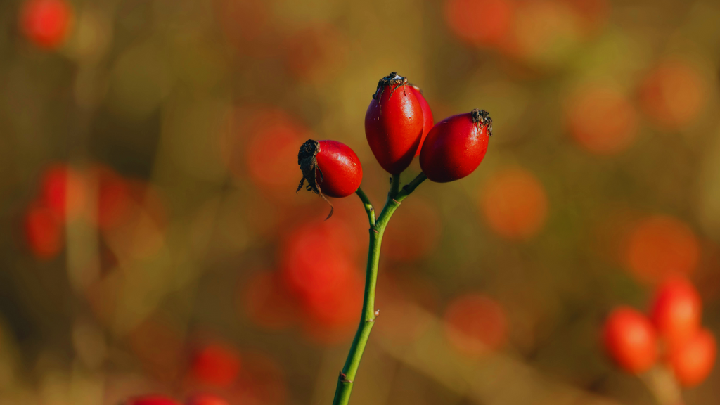 Rosehip plant with bright red hips on the stem